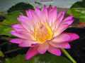 Lotus-Flower.jpg